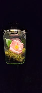 六義園に投稿された画像（2025/3/30）