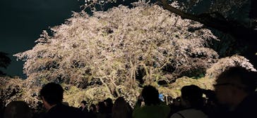 六義園に投稿された画像（2025/3/30）