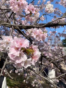 新宿御苑に投稿された画像（2025/3/30）