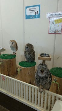 アニタッチみなとみらいに投稿された画像（2025/3/30）