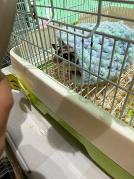 いきもの探検隊湘南に投稿された画像（2025/3/30）