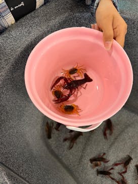 いきもの探検隊湘南に投稿された画像（2025/3/30）