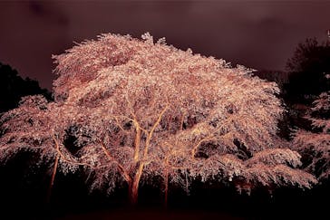 六義園に投稿された画像（2025/3/30）