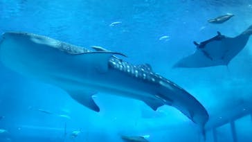沖縄美ら海水族館に投稿された画像（2025/3/30）