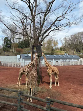 多摩動物公園に投稿された画像（2025/3/30）
