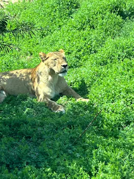 多摩動物公園に投稿された画像（2025/3/30）