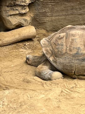 恩賜上野動物園に投稿された画像（2025/3/30）