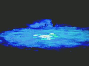 六義園に投稿された画像（2025/3/30）