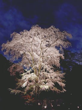 六義園に投稿された画像（2025/3/30）