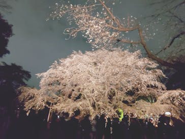 六義園に投稿された画像（2025/3/30）