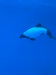 仙台うみの杜水族館に投稿された画像（2025/3/31）