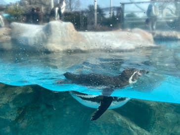 東武動物公園に投稿された画像（2025/3/30）