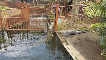 熱川バナナワニ園に投稿された画像（2025/3/30）