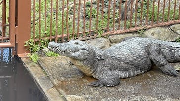 熱川バナナワニ園に投稿された画像（2025/3/30）