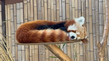 熱川バナナワニ園に投稿された画像（2025/3/30）