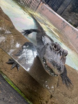 熱川バナナワニ園に投稿された画像（2025/3/30）