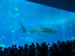 沖縄美ら海水族館に投稿された画像（2025/3/31）