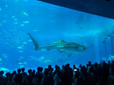 沖縄美ら海水族館に投稿された画像（2025/3/30）