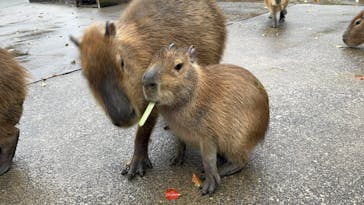 伊豆アニマルキングダムに投稿された画像（2025/3/30）