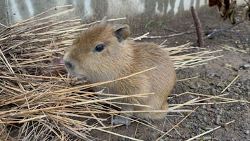 伊豆アニマルキングダムに投稿された画像（2025/3/30）