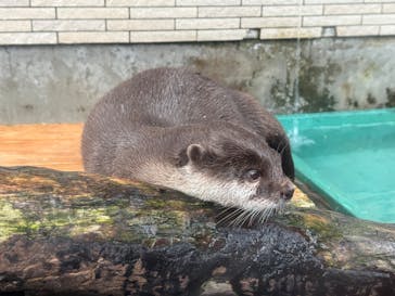 下田海中水族館に投稿された画像（2025/3/30）