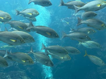 下田海中水族館に投稿された画像（2025/3/30）