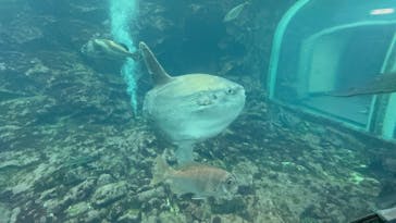下田海中水族館に投稿された画像（2025/3/30）