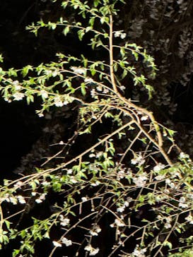 六義園に投稿された画像（2025/3/30）