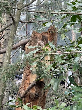 那須どうぶつ王国に投稿された画像（2025/3/30）