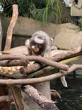 那須どうぶつ王国に投稿された画像（2025/3/30）