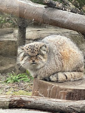 那須どうぶつ王国に投稿された画像（2025/3/30）