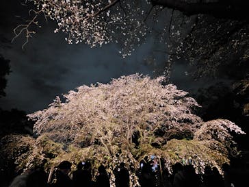 六義園に投稿された画像（2025/3/30）