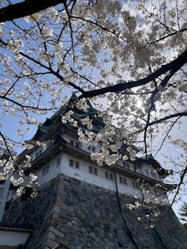 名古屋城に投稿された画像（2025/3/30）
