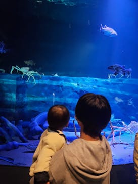 竹島水族館に投稿された画像（2025/3/31）