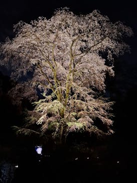 六義園に投稿された画像（2025/3/31）