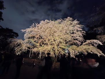 六義園に投稿された画像（2025/3/31）