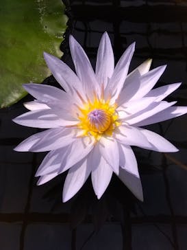 熱川バナナワニ園に投稿された画像（2025/3/31）