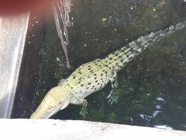 熱川バナナワニ園に投稿された画像（2025/3/31）