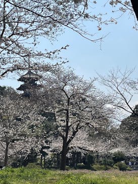 三溪園に投稿された画像（2025/3/31）