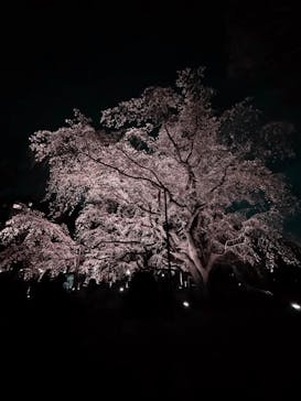 六義園に投稿された画像（2025/3/31）