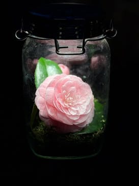 六義園に投稿された画像（2025/3/31）