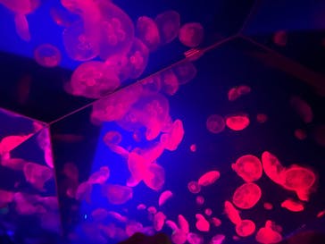 名古屋港水族館に投稿された画像（2025/3/31）