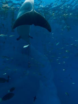 横浜・八景島シーパラダイスに投稿された画像（2025/3/31）