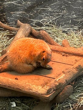 横浜・八景島シーパラダイスに投稿された画像（2025/3/31）