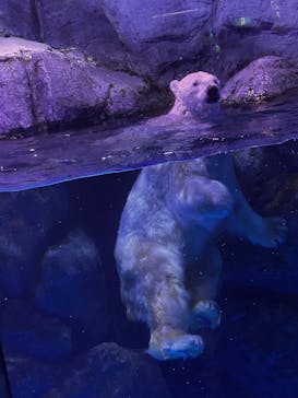 横浜・八景島シーパラダイスに投稿された画像（2025/3/31）