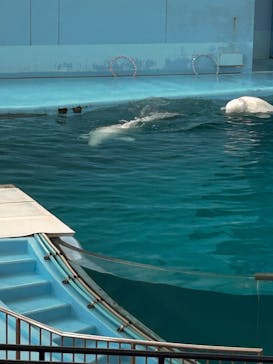 横浜・八景島シーパラダイスに投稿された画像（2025/3/31）