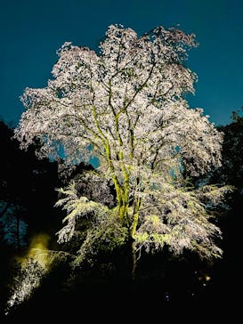 六義園に投稿された画像（2025/3/31）