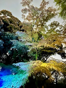 六義園に投稿された画像（2025/3/31）