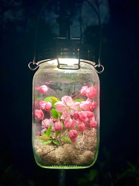 六義園に投稿された画像（2025/3/31）