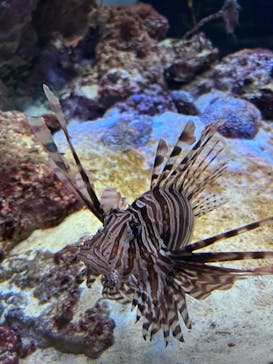 沖縄美ら海水族館に投稿された画像（2025/3/31）